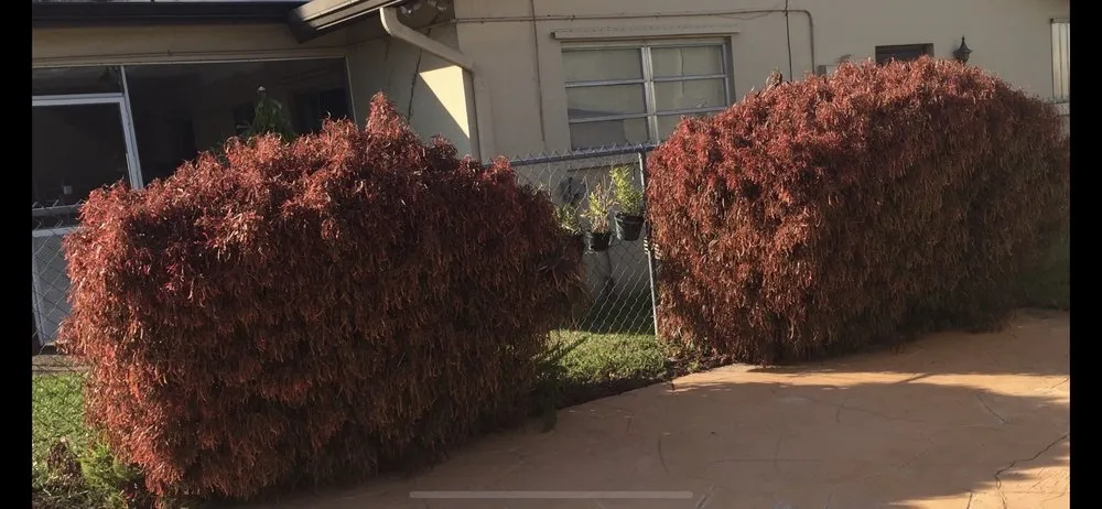 Professional lawn care service in Miami, FL - Trust Lawn & Landscape