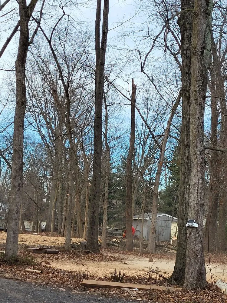 Top-rated residential landscaping experts serving Philadelphia, PA - Trust Planet Tree Service & Landscaping