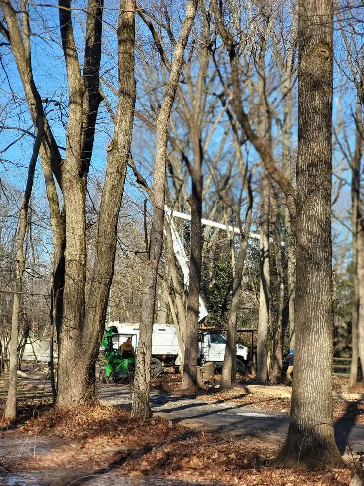 Trusted yard cleanup service for beautiful yards across Philadelphia, PA - Trust Planet Tree Service & Landscaping