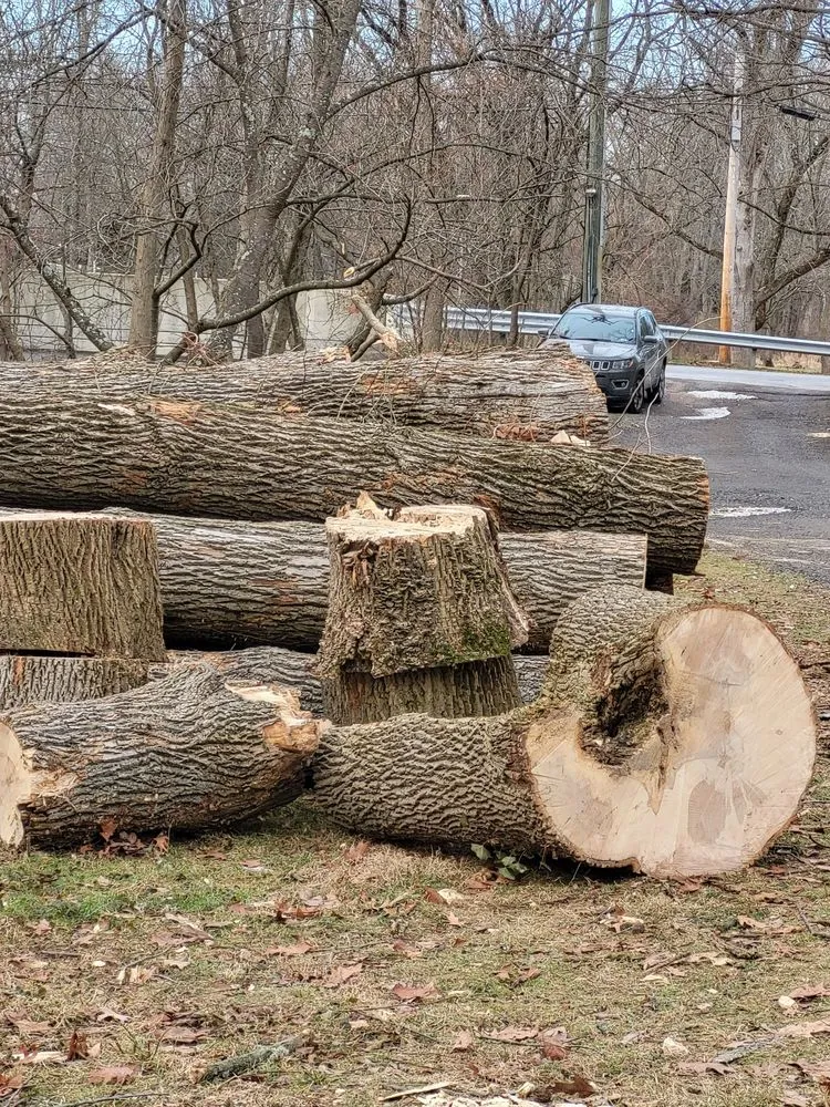 Top-rated yard cleanup service for beautiful yards across Philadelphia, PA - Trust Planet Tree Service & Landscaping