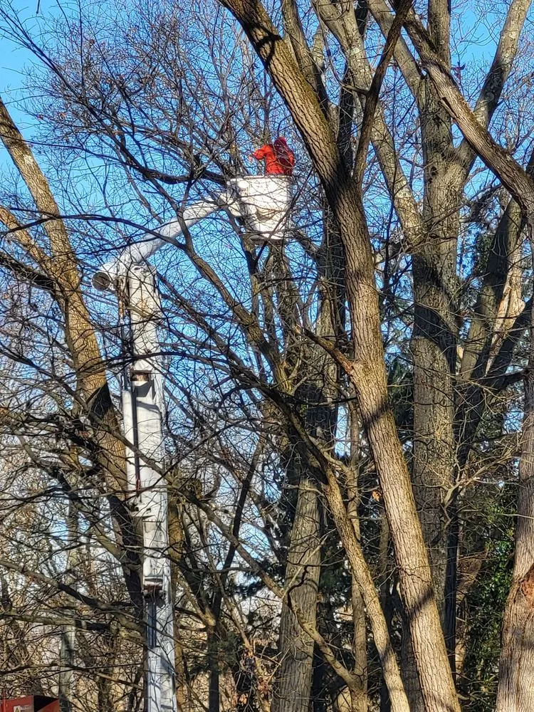 Affordable residential landscaping for outdoor upgrades in Philadelphia, PA by Trust Planet Tree Service & Landscaping