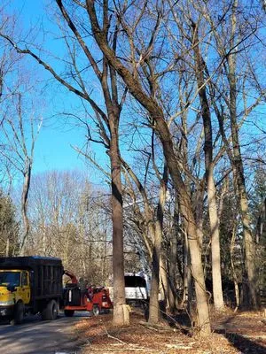 Trust Planet Tree Service & Landscaping Logo