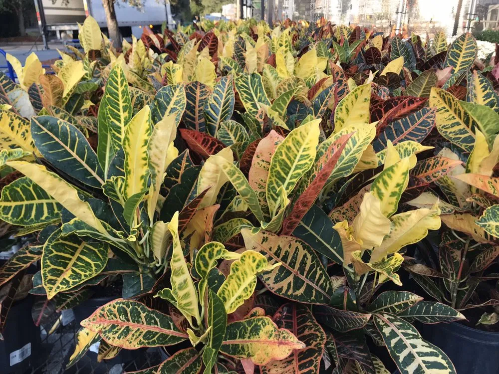 Top-rated lawn mowing service in James Island, SC - Trusted Roots