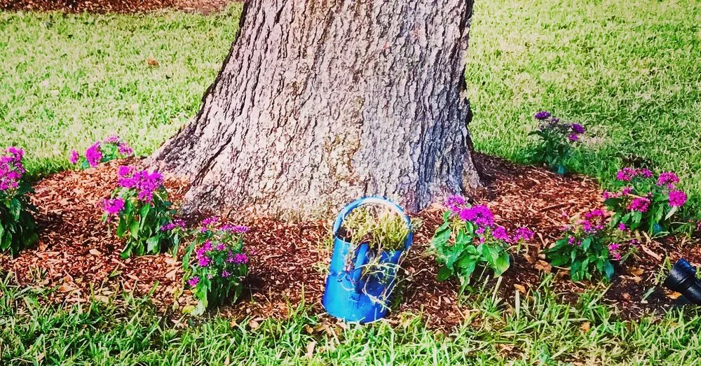 Trusted yard cleanup service in James Island, SC - Trusted Roots