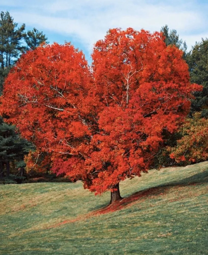 Professional lawn care service in James Island, SC by Trusted Roots