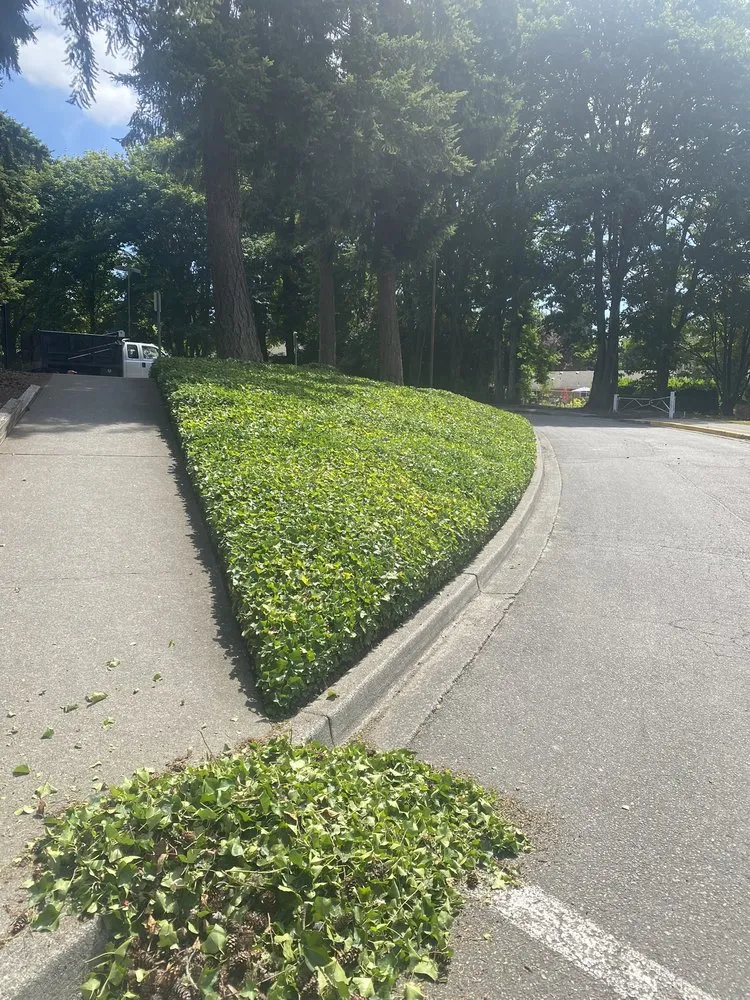 Expert yard cleanup service experts serving Seattle, WA - Trustworthy Landscape