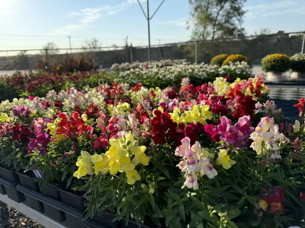 Top-rated yard cleanup service for outdoor upgrades in McKinney, TX by TruTex