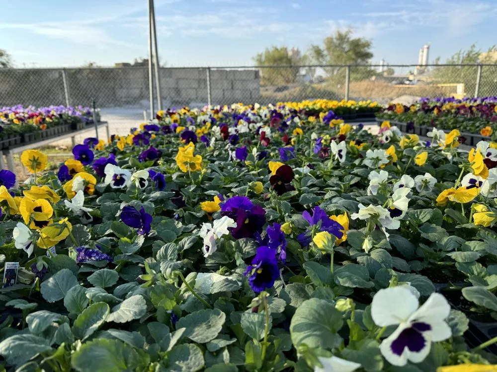 Local yard maintenance in McKinney, TX by TruTex