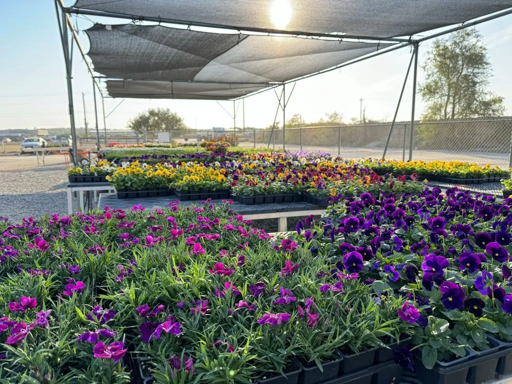 Custom lawn mowing service for outdoor upgrades across McKinney, TX - TruTex