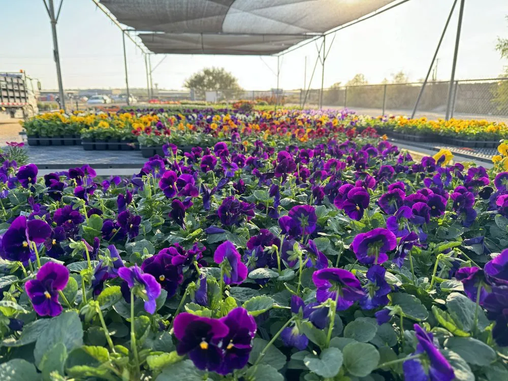 Reliable landscaping services in McKinney, TX by TruTex