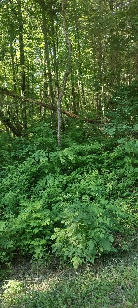 Top-rated yard maintenance with custom design in Port Huron charter Township, MI by T's & Trees landscaping