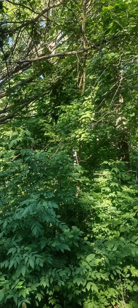 Local garden landscaping in Port Huron charter Township, MI by T's & Trees landscaping