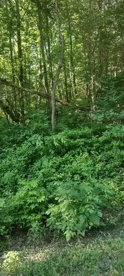 T's & Trees landscaping