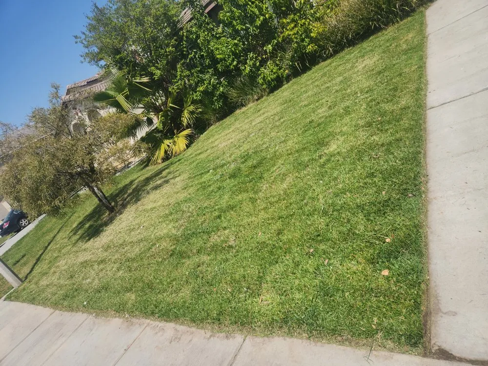 Local yard cleanup service experts serving San Bernardino, CA - T's Landscape