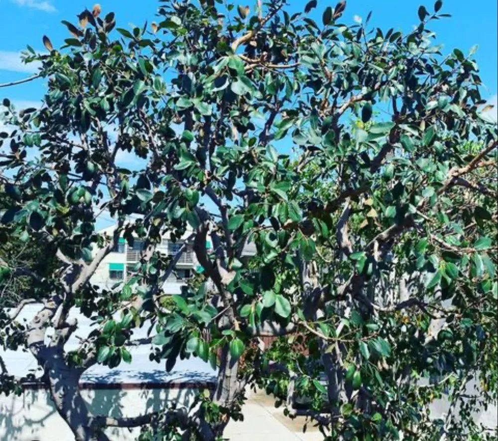 Expert garden landscaping experts serving Long Beach, CA - TS Landscaping