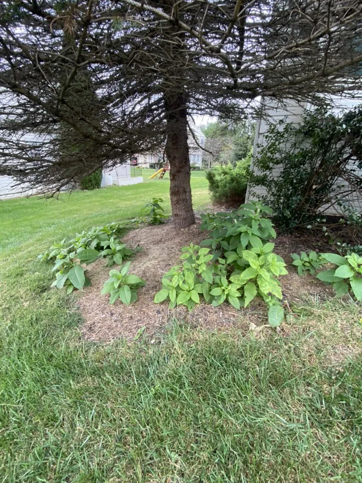 Local lawn mowing service experts serving Martinsburg, WV - T’s Landscaping