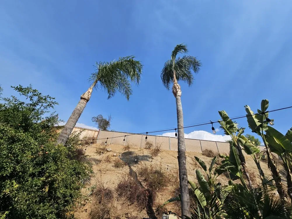 Expert yard cleanup service in Hemet, CA by T&S Tree Service and Landscaping