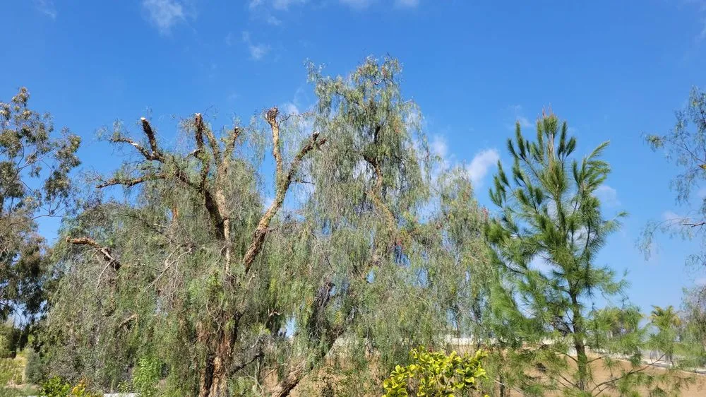 Reliable yard maintenance in Hemet, CA by T&S Tree Service and Landscaping