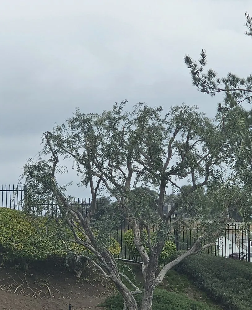 Top-rated yard cleanup service in Hemet, CA - T&S Tree Service and Landscaping