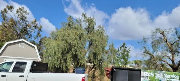 T&S Tree Service and Landscaping Logo