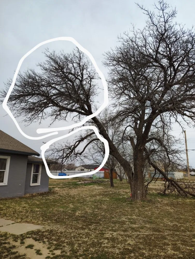 Top-rated yard cleanup service near you in Lubbock, TX by T's Tree Trimming and Lawn Care