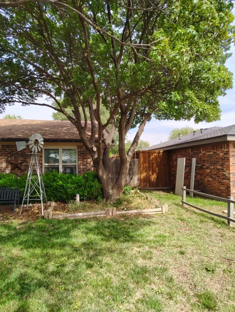 Reliable yard cleanup service in Lubbock, TX by T's Tree Trimming and Lawn Care