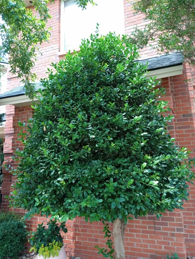 Top-rated lawn mowing service for homes in Lubbock, TX by T's Tree Trimming and Lawn Care