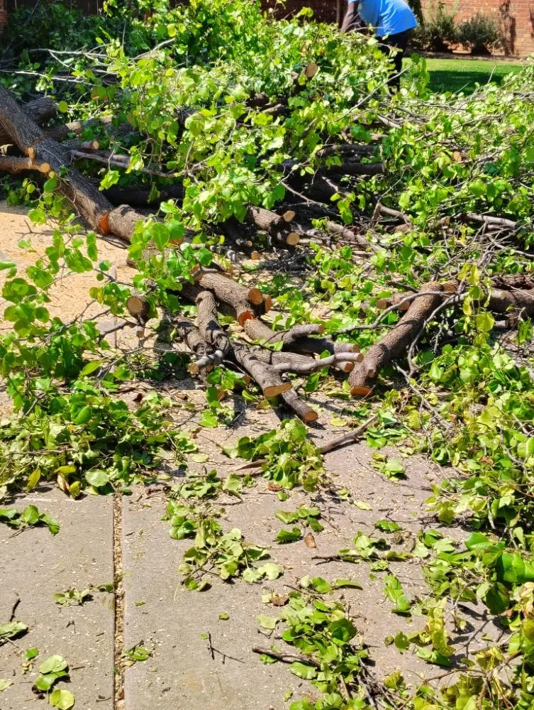 Affordable lawn care service for year-round maintenance in Lubbock, TX by T's Tree Trimming and Lawn Care