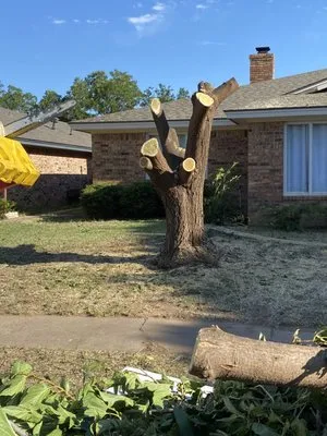 T's Tree Trimming and Lawn Care Logo