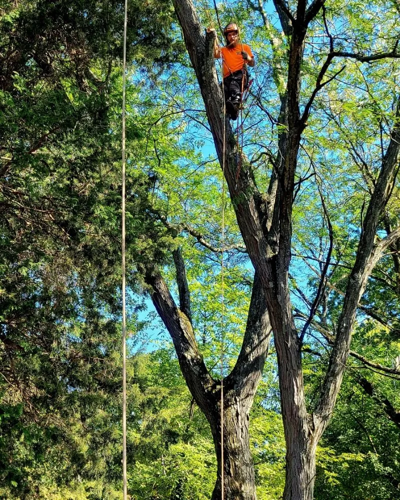 Affordable landscape design for outdoor upgrades in Pottstown, PA by T's Trees And Trimming