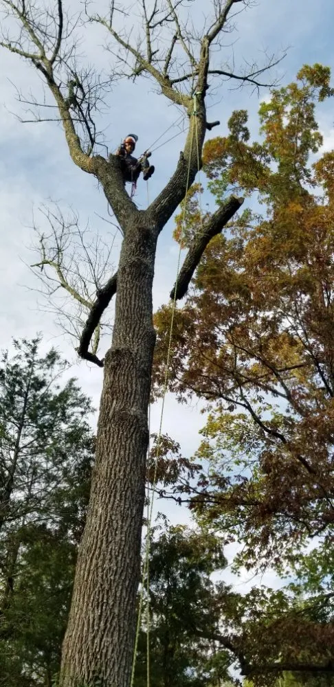 Affordable residential landscaping experts serving Pottstown, PA - T's Trees And Trimming