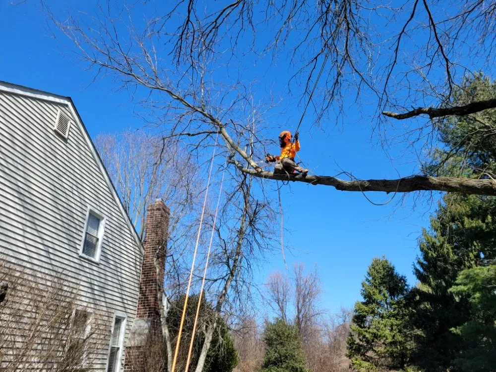Professional landscape installation for beautiful yards in Pottstown, PA by T's Trees And Trimming