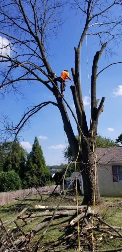 Local lawn care service in Pottstown, PA - T's Trees And Trimming