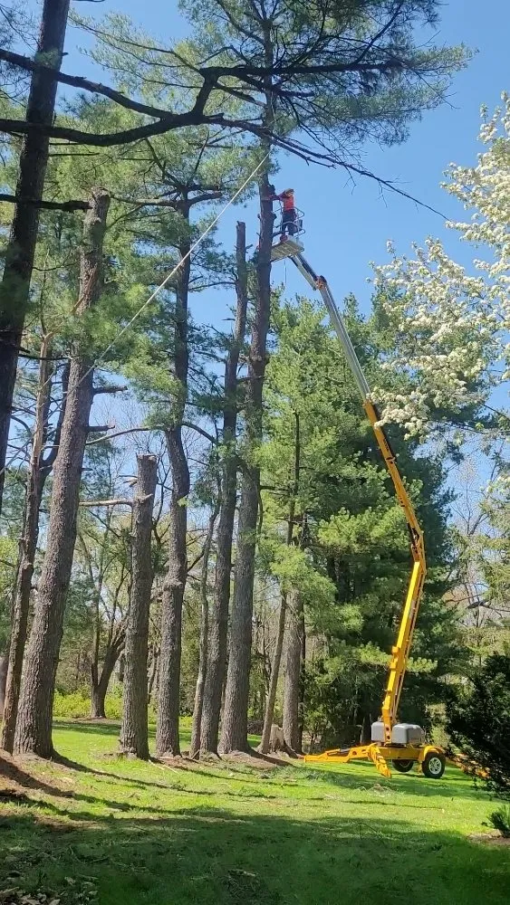 Affordable landscaping services in Pottstown, PA - T's Trees And Trimming