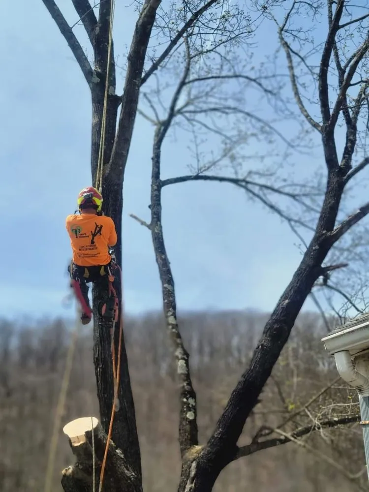 Trusted residential landscaping for outdoor upgrades in Pottstown, PA by T's Trees And Trimming