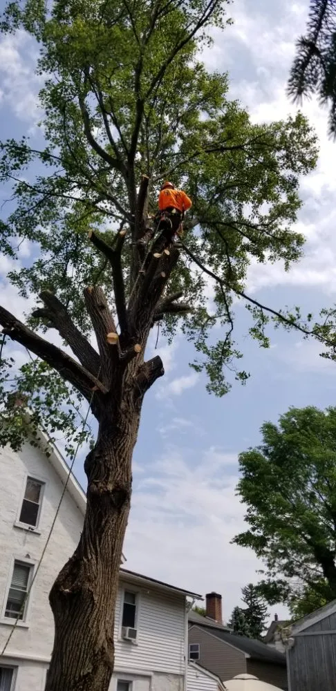 Reliable yard maintenance in Pottstown, PA - T's Trees And Trimming