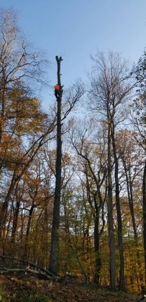 Reliable landscaping services with custom design across Pottstown, PA - T's Trees And Trimming
