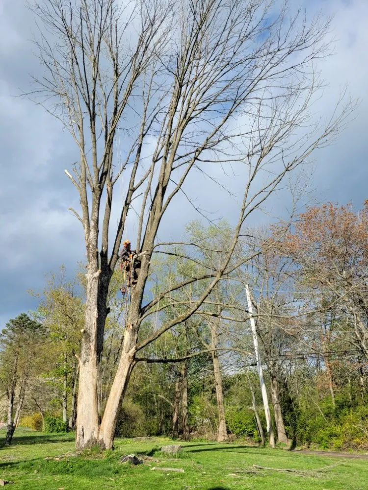 Affordable lawn care service for homes across Pottstown, PA - T's Trees And Trimming