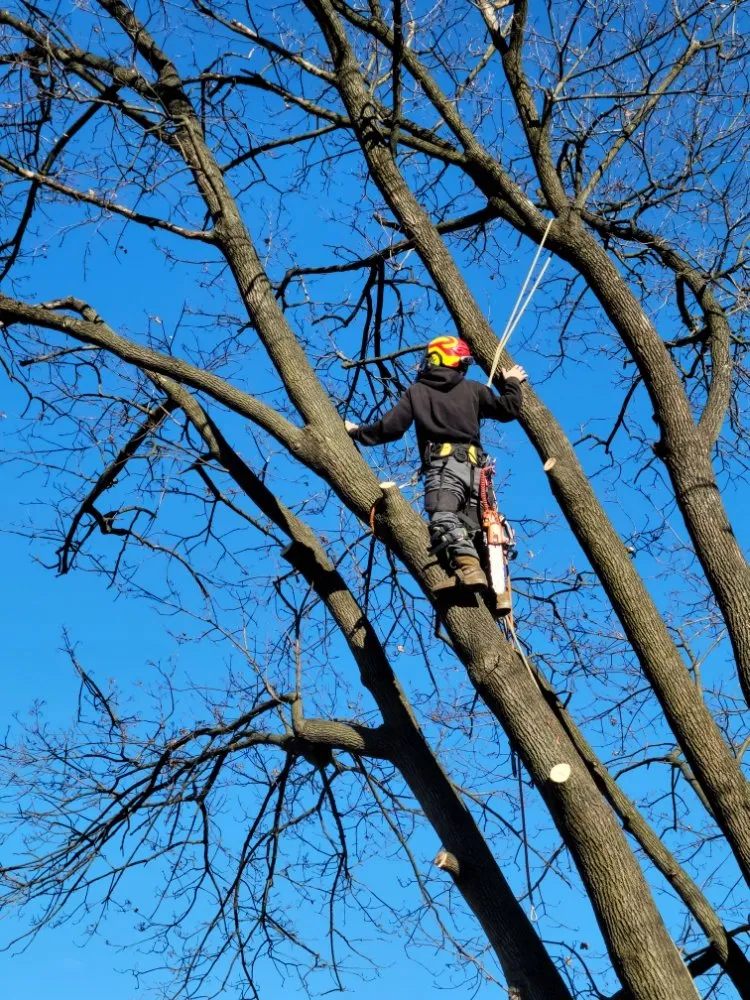 Local landscape installation for residential properties in Pottstown, PA by T's Trees And Trimming