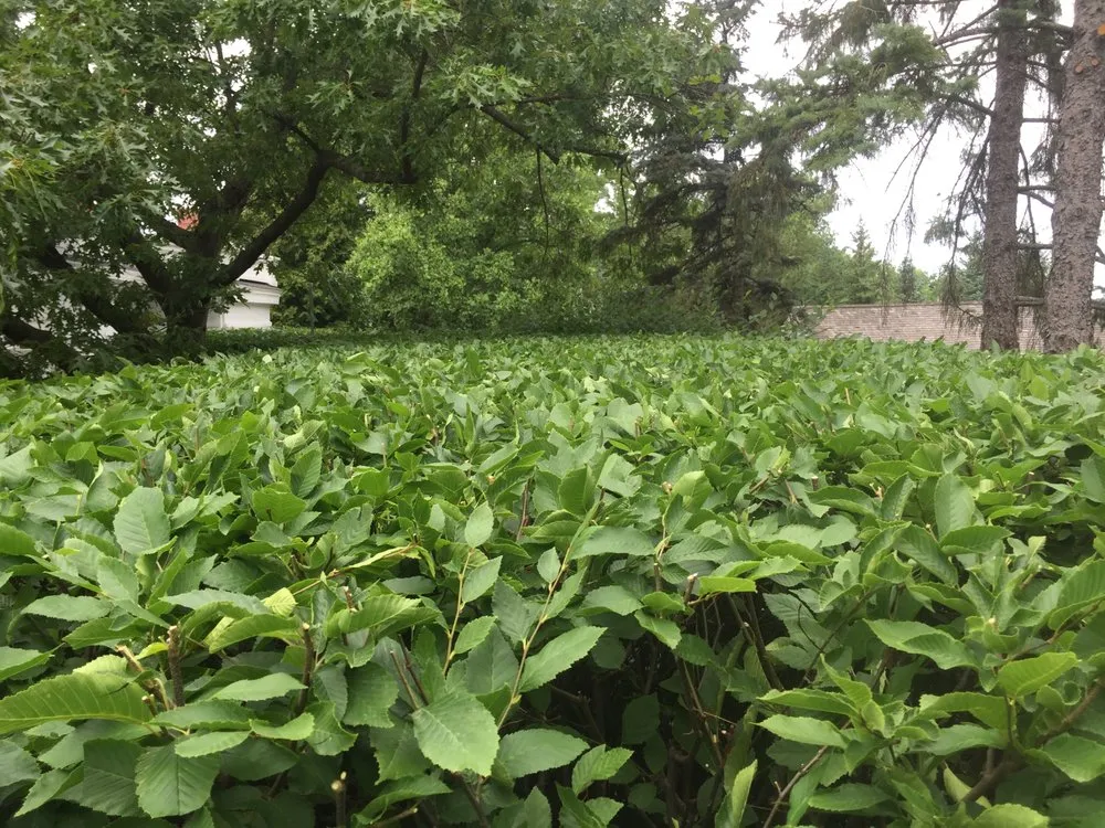 Custom yard maintenance for outdoor upgrades in Rochester, NY by Tschanz Landscape Service