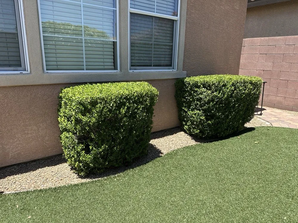 Custom yard cleanup service experts serving Las Vegas, NV - T.S.L.