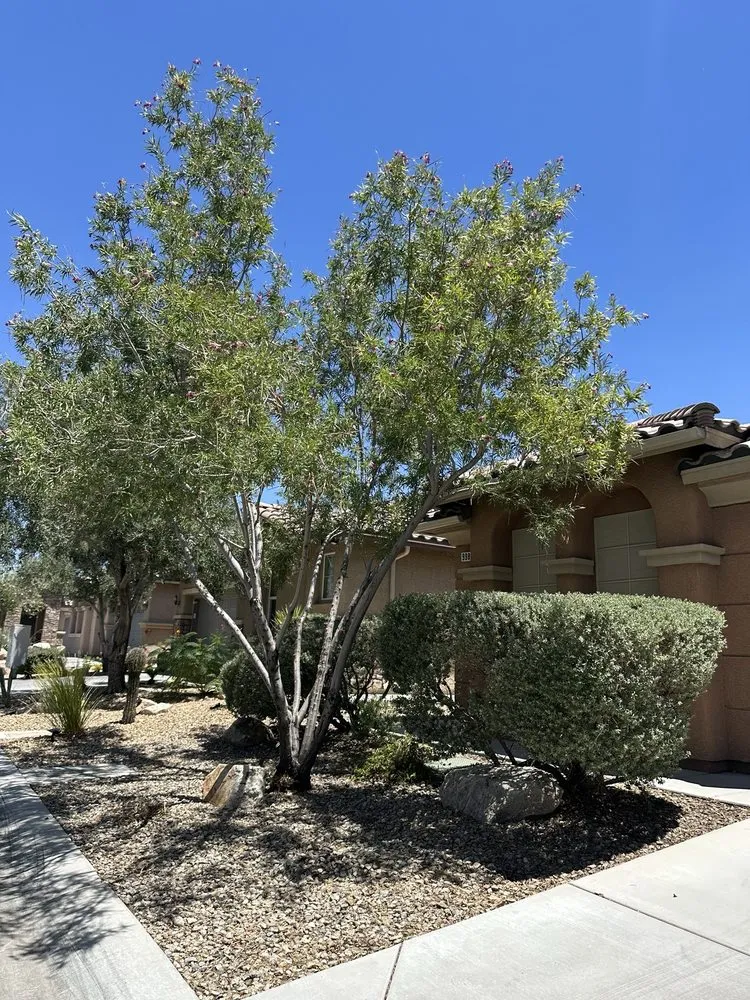 Custom lawn mowing service in Las Vegas, NV by T.S.L.