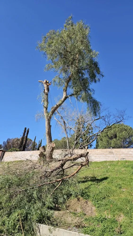 Local residential landscaping for year-round maintenance in Santa Clarita, CA by TSL Tree Service & Landscaping
