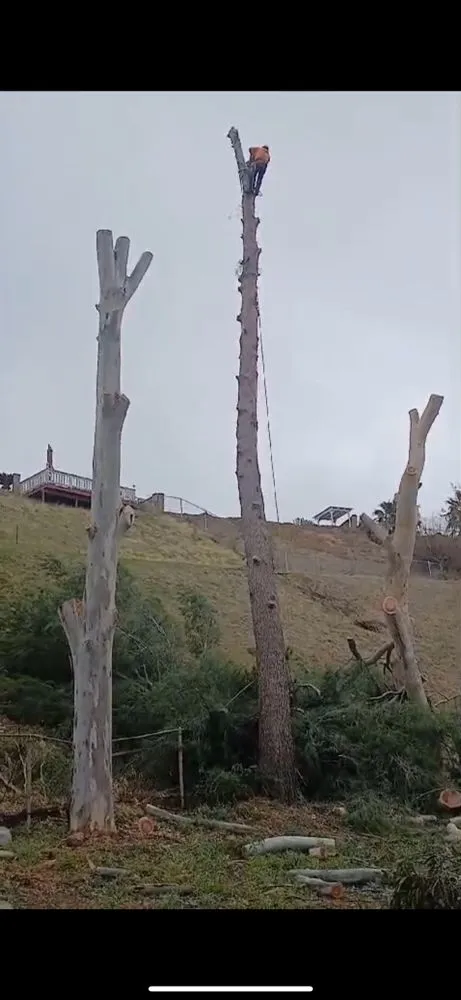 Expert garden landscaping for beautiful yards across Santa Clarita, CA - TSL Tree Service & Landscaping