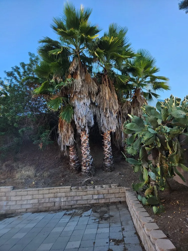 Top-rated yard cleanup service in Santa Clarita, CA by TSL Tree Service & Landscaping
