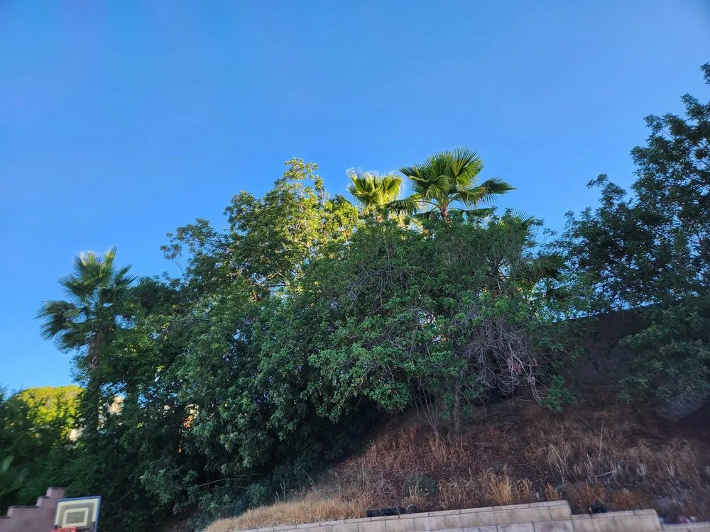 Top-rated landscape installation with custom design across Santa Clarita, CA - TSL Tree Service & Landscaping