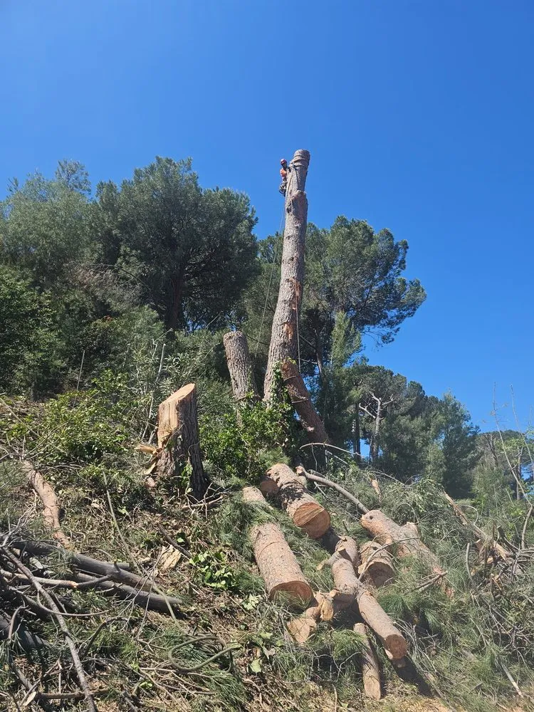 Local residential landscaping experts serving Santa Clarita, CA - TSL Tree Service & Landscaping