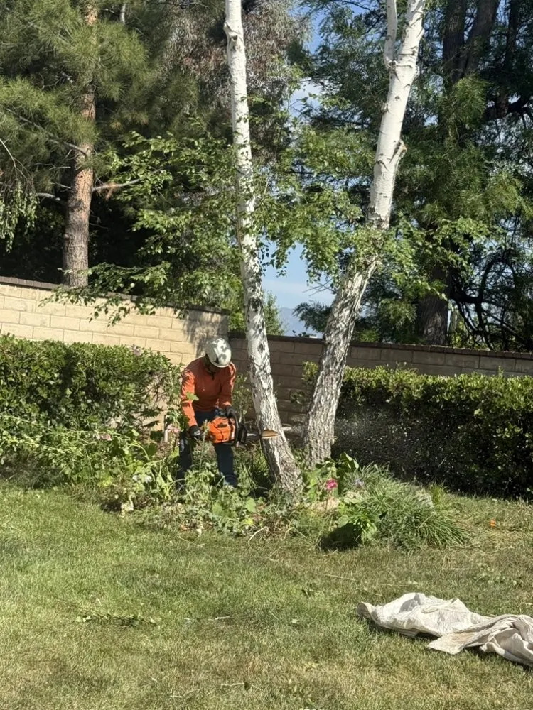 Local landscape installation for residential properties in Santa Clarita, CA by TSL Tree Service & Landscaping