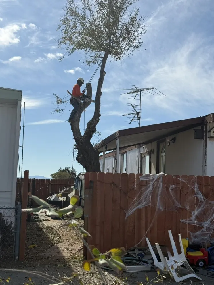 Affordable yard maintenance in Santa Clarita, CA - TSL Tree Service & Landscaping