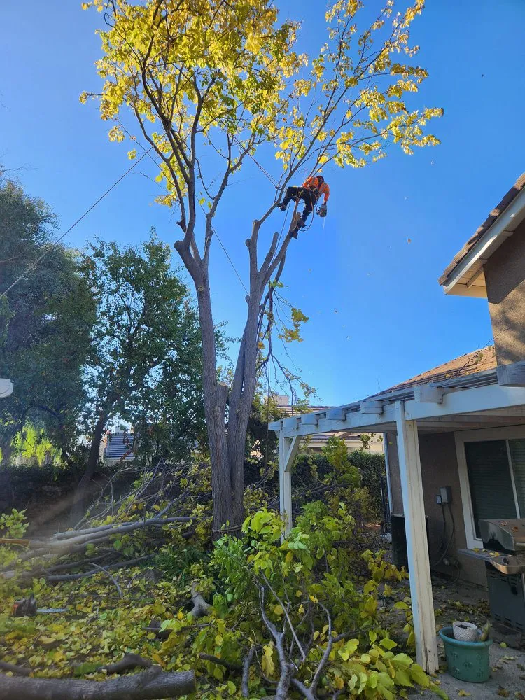 Reliable yard maintenance with custom design in Santa Clarita, CA by TSL Tree Service & Landscaping